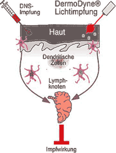  - wirkungsweise_licht